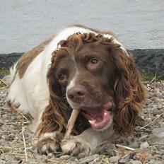 Engelsk springer spaniel Ciago