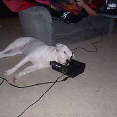 Amerikansk bulldog Eriksson's Chili "Mokka"