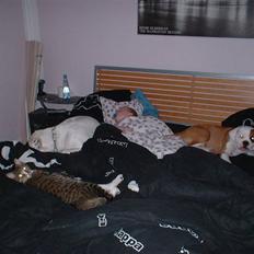 Amerikansk bulldog Eriksson's Chili "Mokka"