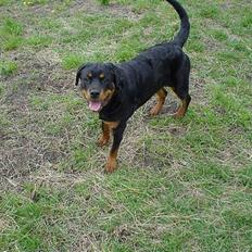 Rottweiler Bella