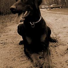 Dobermann Ticko