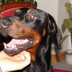 Dobermann Ticko