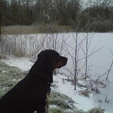 Rottweiler Pin Ball Black Devil RIP