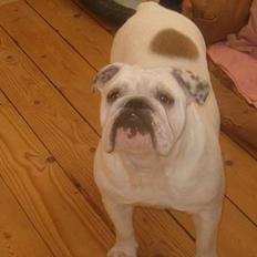 Engelsk bulldog Bertha