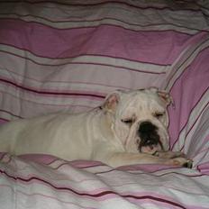 Engelsk bulldog Bertha