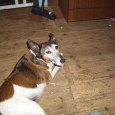 Glathåret foxterrier molly<3 (R.I.P) 28 dec