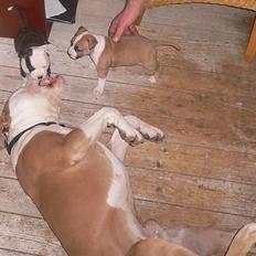 Amerikansk staffordshire terrier Schotborgs Mr Happy Pants