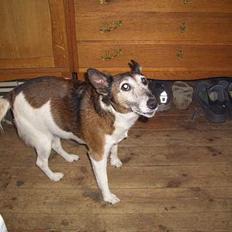 Glathåret foxterrier molly<3 (R.I.P) 28 dec
