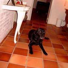 Labrador retriever sandie