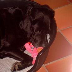 Labrador retriever sandie