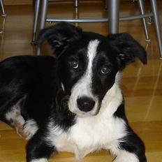 Border collie Bobo
