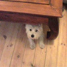 West highland white terrier Nanna