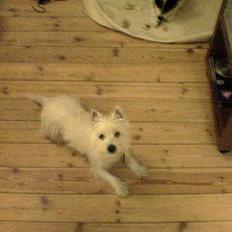 West highland white terrier Nanna