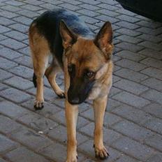 Schæferhund Rindums Quelle "Tiggi"