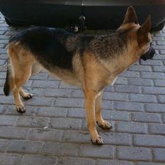 Schæferhund Rindums Quelle "Tiggi"