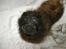 Chow chow Balder/ Incipit Que Feliz