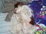 Cavalier king charles spaniel Mulle - Det her er da bare livet...