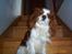 Cavalier king charles spaniel Mulle - Er der noget galt i jeg holder pause på trappen??
