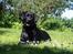 Labrador retriever Molly