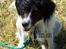 Dansk svensk gaardhund Freja  (24/6) - Hundelejr 05