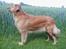 Hovawart Silly (HofJoy´s Elona) - Silly i fuld format.