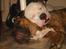 Amerikansk bulldog Baloo, 28/3  - Ser det ikke hyggeligt ud? Baloo & Freja