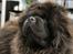 Chow chow Balder/ Incipit Que Feliz