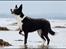 Blanding af racer Phoebe (R.I.P) - det er mig phoebe taget af Rostell foto