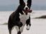 Blanding af racer Phoebe (R.I.P) - billedet taget af Rostell foto