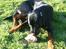 Rottweiler Tiny *18-12* - Tygger lige i min rå kylling