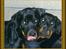 Rottweiler Tiny *18-12* - Min søsters og jeg *GG* Partners in Crime *SS*