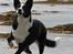 Blanding af racer Phoebe (R.I.P) -  billedet taget af min mor hanne larsen