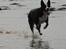 Blanding af racer Phoebe (R.I.P) - billedet taget af min mor hanne larsen