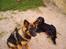 Gordon setter Fiona (Fie) *død*  - micha og fie ude i haven