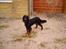 Gordon setter Fiona (Fie) *død* 