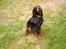 Gordon setter Fiona (Fie) *død* 