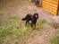 Gordon setter Fiona (Fie) *død*  - mmmhh... det var en god hundekiks 