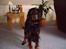 Gordon setter Fiona (Fie) *død* 