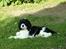 Amerikansk cocker spaniel Zorro - se lige hvor fin jeg er :)