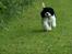 Amerikansk cocker spaniel Zorro - PAS PÅ.. her kommer jeg :P