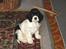 Amerikansk cocker spaniel Zorro - lille mig