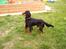 Gordon setter Fiona (Fie) *død*  - er der en mis!