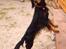 Gordon setter Fiona (Fie) *død* 