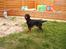 Gordon setter Fiona (Fie) *død* 
