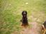 Gordon setter Fiona (Fie) *død* 