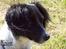 Dansk svensk gaardhund Freja  (24/6) - Hundelejr 05