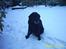 Labrador retriever Fie...(DØD:(  - i vinteres