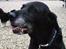Labrador retriever Fie...(DØD:(  - Putte høner!