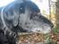 Labrador retriever Fie...(DØD:(  - Profil..<33
