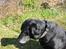 Labrador retriever Fie...(DØD:(  - Lille Fie
